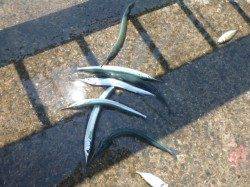 【サヨリ好調！】アジュール舞子ＲＴ