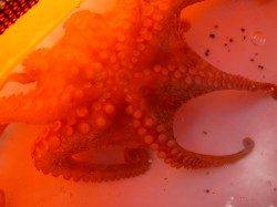 小野浜でアジ、タコ