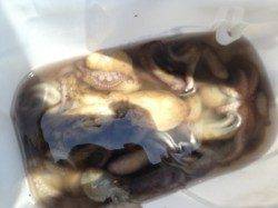 【サビキで豆アジ・タコ１２杯！】南芦屋浜