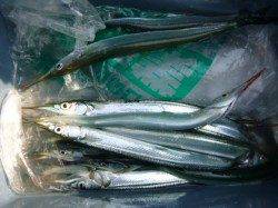 兵突　アジが多めでサヨリ順調