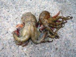 小サバ回遊中、タコも♪　泉大津RT2日ひる