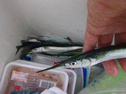 空港ＲＴ　チヌ確認　サヨリが安定