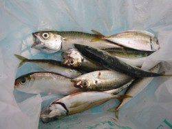 北公園RT スズキ出ましたよ