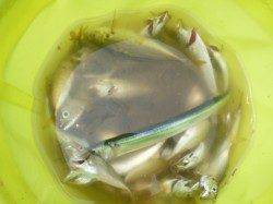 アジュール舞子でサヨリ、アジ好調！！