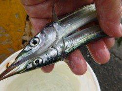 兵突Ａ～Ｃ、サビキとサヨリとチヌ