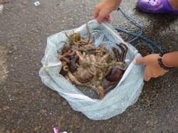 兵突Ｃ～Ｆ　タコ１５ハイなど