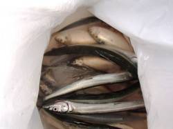 期待のサヨリちゃんは？泉大津RT16日ひる…