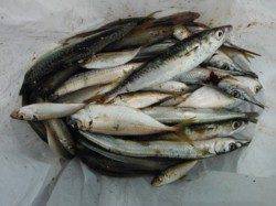 【サビキ、サヨリ楽しめますよ♪】南芦屋浜