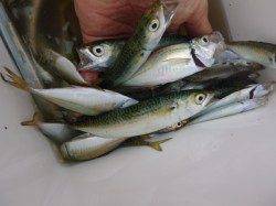 兵突ＲＴ　サヨリ、アジ、サバ釣れてます