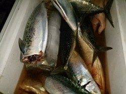 大蔵でも！大サバ爆釣中！！！