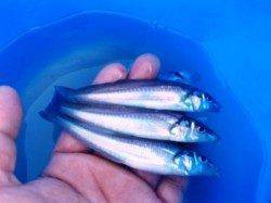 ☆豆アジいっぱい☆泉大津　朝ＲＴ　１８日