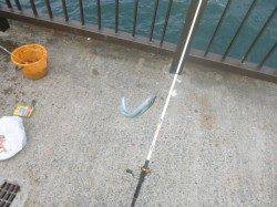 【アジ・サヨリがいい!】アジュール舞子RT