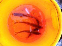 貝塚人工島水路でもキス♪