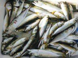 兵庫突堤　サビキの状況