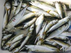 兵庫突堤　サビキの状況