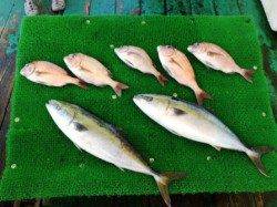 海上釣堀初体験！！