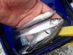 ◇なぎさ公園は小アジ◇泉大津　昼RT　１８日