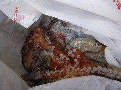 兵庫突堤　ヒイカとタコ情報