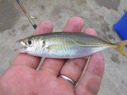 須磨にてサビキ釣り！