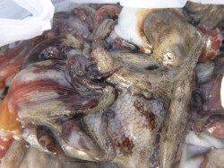 北公園、小野浜ＲＴアジとタコ