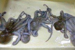 泉佐野食コンはファミリーフィッシング