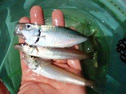 ☆砂上げ場豆アジ降臨☆泉大津　昼RT１９日