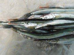 【今日もサヨリ狙えます♪】南芦屋浜