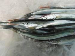 【今日もサヨリ狙えます♪】南芦屋浜