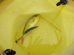 青物の気配!?アジュール舞子