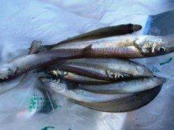 大津川尻では、キスが依然として好調中!!