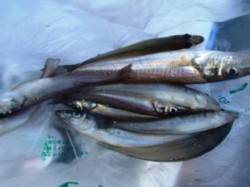 大津川尻では、キスが依然として好調中！！