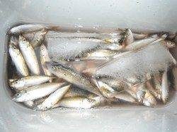 【アジ・サバ・サヨリ】鳴尾浜RT!