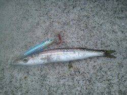 【マリーナシティ】　カマス釣果釣れてきました