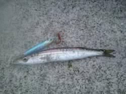 【マリーナシティ】　カマス釣果釣れてきまし…