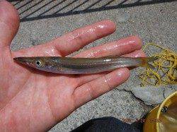 【みんなで楽しもっ！サビキ釣り】南芦屋浜