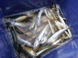 北公園　子供達がタコとアジ