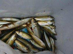 空港でサバ情報、小野浜はアジ