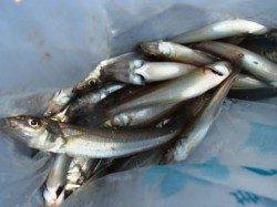 ☆釣れすぎ警報発令中☆泉大津 昼RT25日