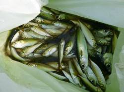 兵突　アジ、タコにキスがおすすめ