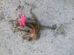 夕暮れの青岸でタコ狙い！！