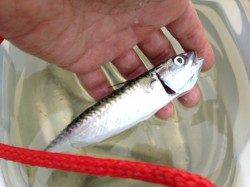 【タコにママカリと小サバ】南芦屋浜