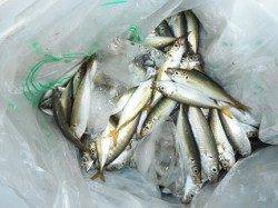 豆アジ好調！プールもあるよ♪鳴尾ＲＴ