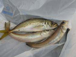 朝の兵突キス、タコも！マイワシも確認！