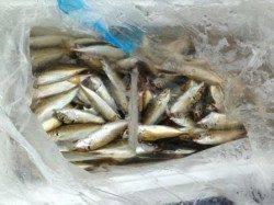 【家族で楽しい！南芦屋浜サビキ釣り】