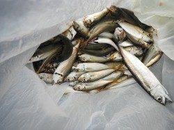 朝からアジ好調♪鳴尾浜臨海公園海づり広場ＲＴ