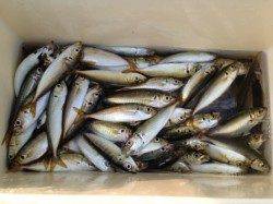 【芦屋の豆アジ大漁♪】南芦屋浜の朝