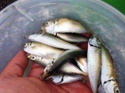 ☆★アジ最高潮★☆泉大津　朝RT　３０日