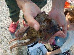 南芦屋浜、サビキオールスター全て釣れております