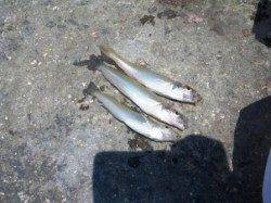 紀州釣りでチヌ♪　泉大津RT　11日お昼