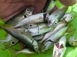 北公園でアジとタコ、空港でサヨリ